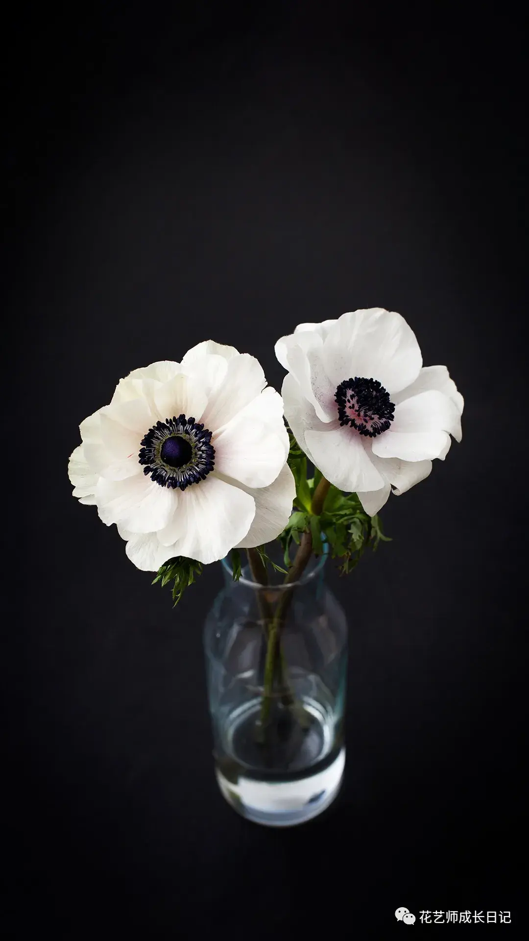 红色的银莲花代表"我爱你";黄色的代表"孤独,破裂",如一段友谊;紫色