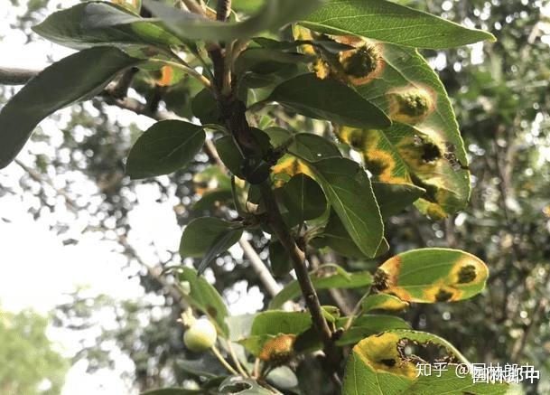 如何判断海棠树上的叶部病害是否是海棠锈病?