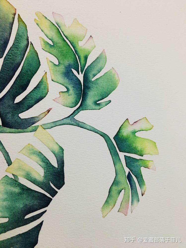 水彩新手教程湿画接色练习龟背竹