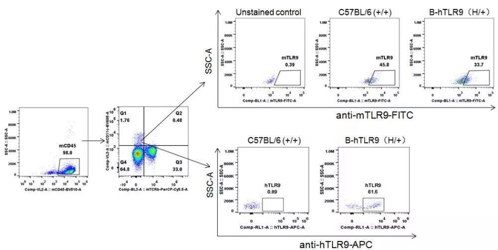 並用種屬特異性抗tlr9抗體進行流式細胞術分析