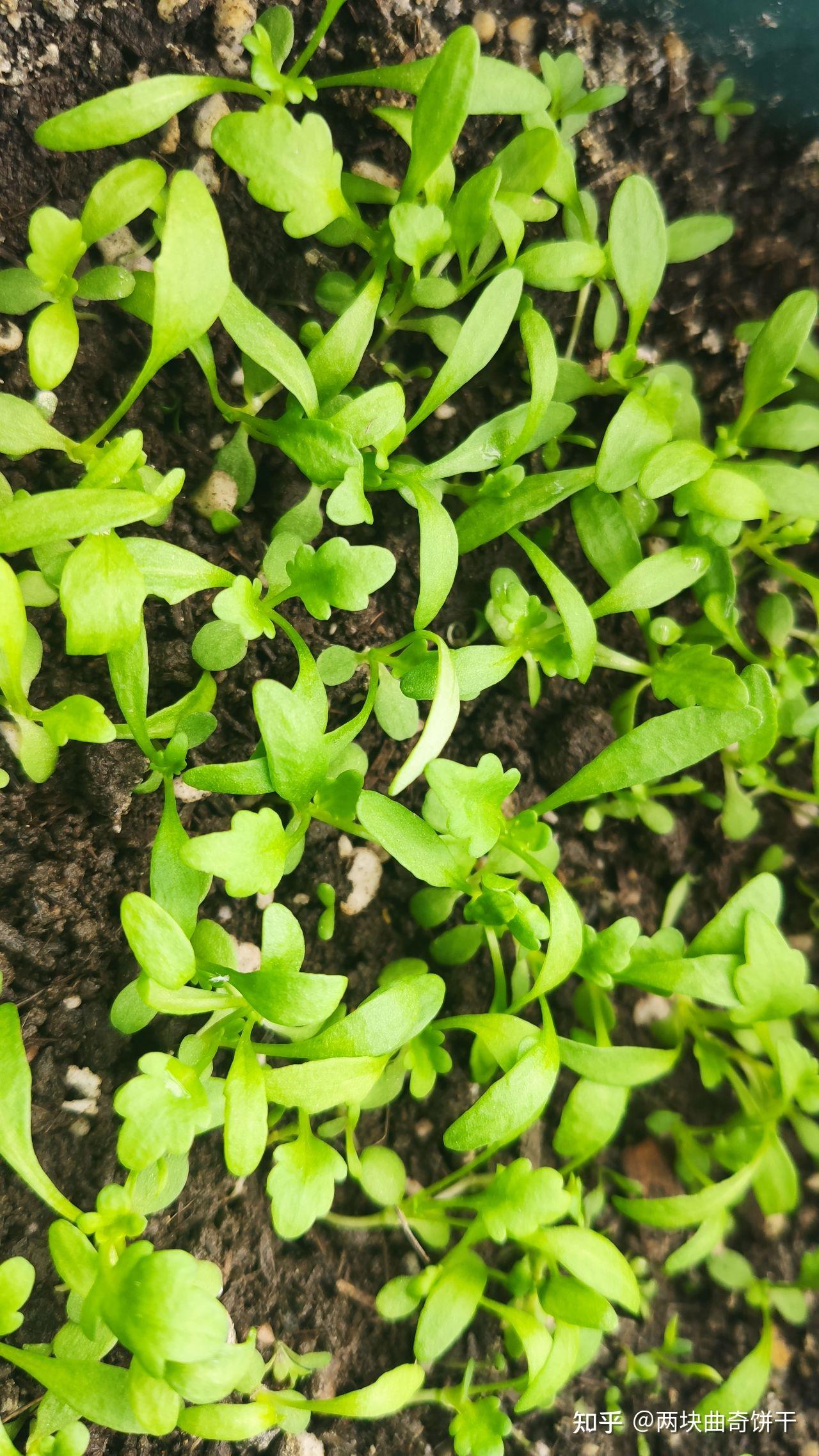 洋甘菊种植记录(已完结)