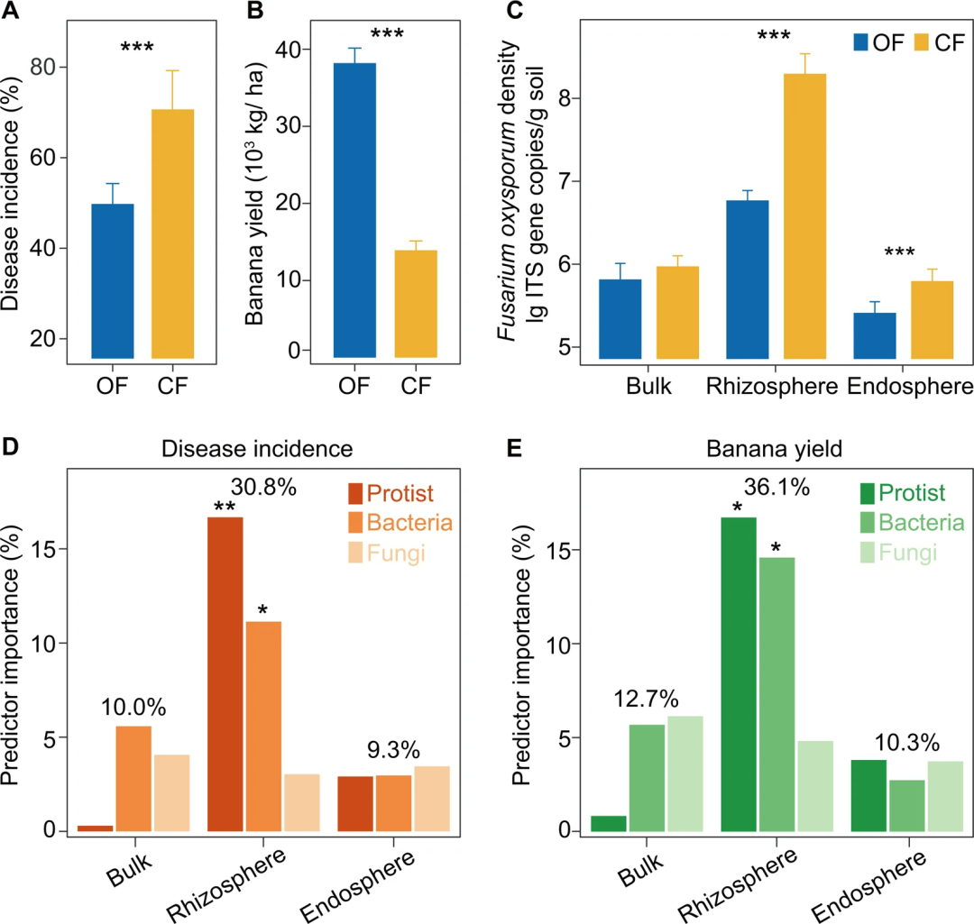 图 :有机肥和化肥处理对枯萎病发病率和香蕉产量的影响和潜在驱动因素