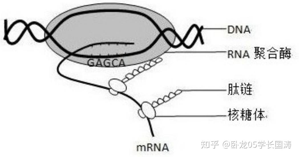 核糖-5-磷酸图片