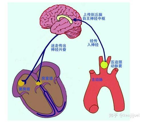 颈部保养_颈部保养护肤_颈部保养常识