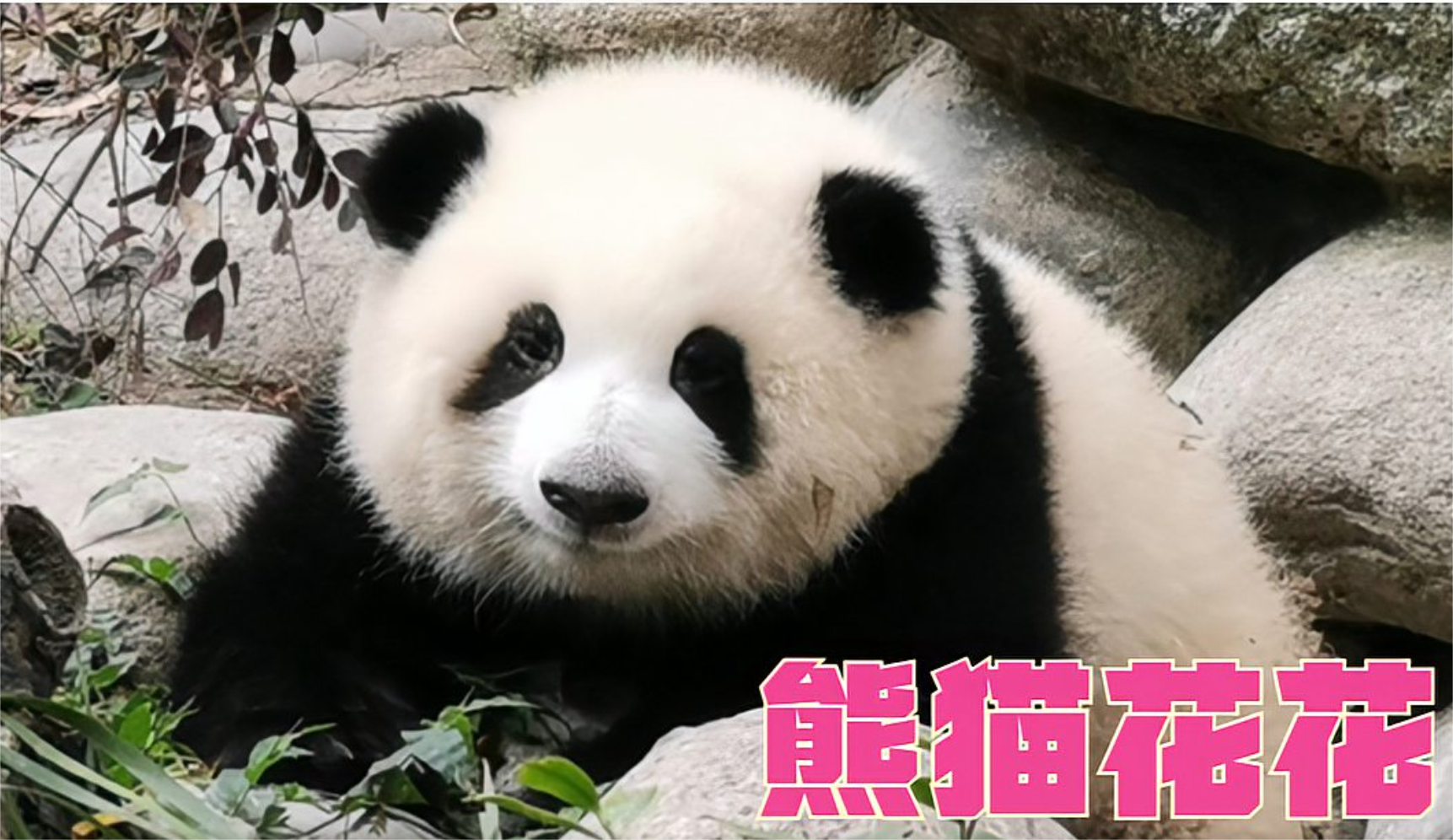 国宝大熊猫花花又名果赖三角饭团子成都基地网红顶流女明星亲人听得懂
