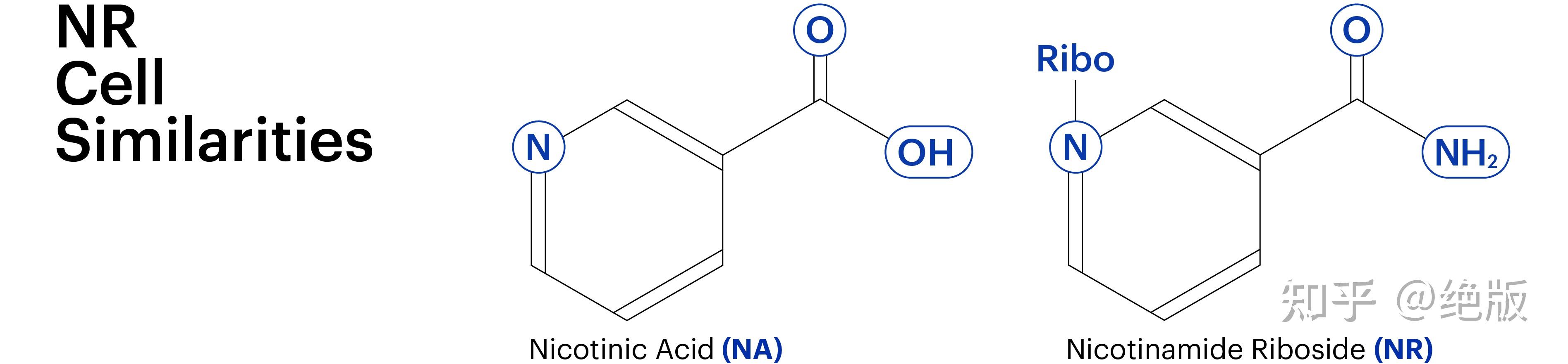 什么是烟酰胺核苷