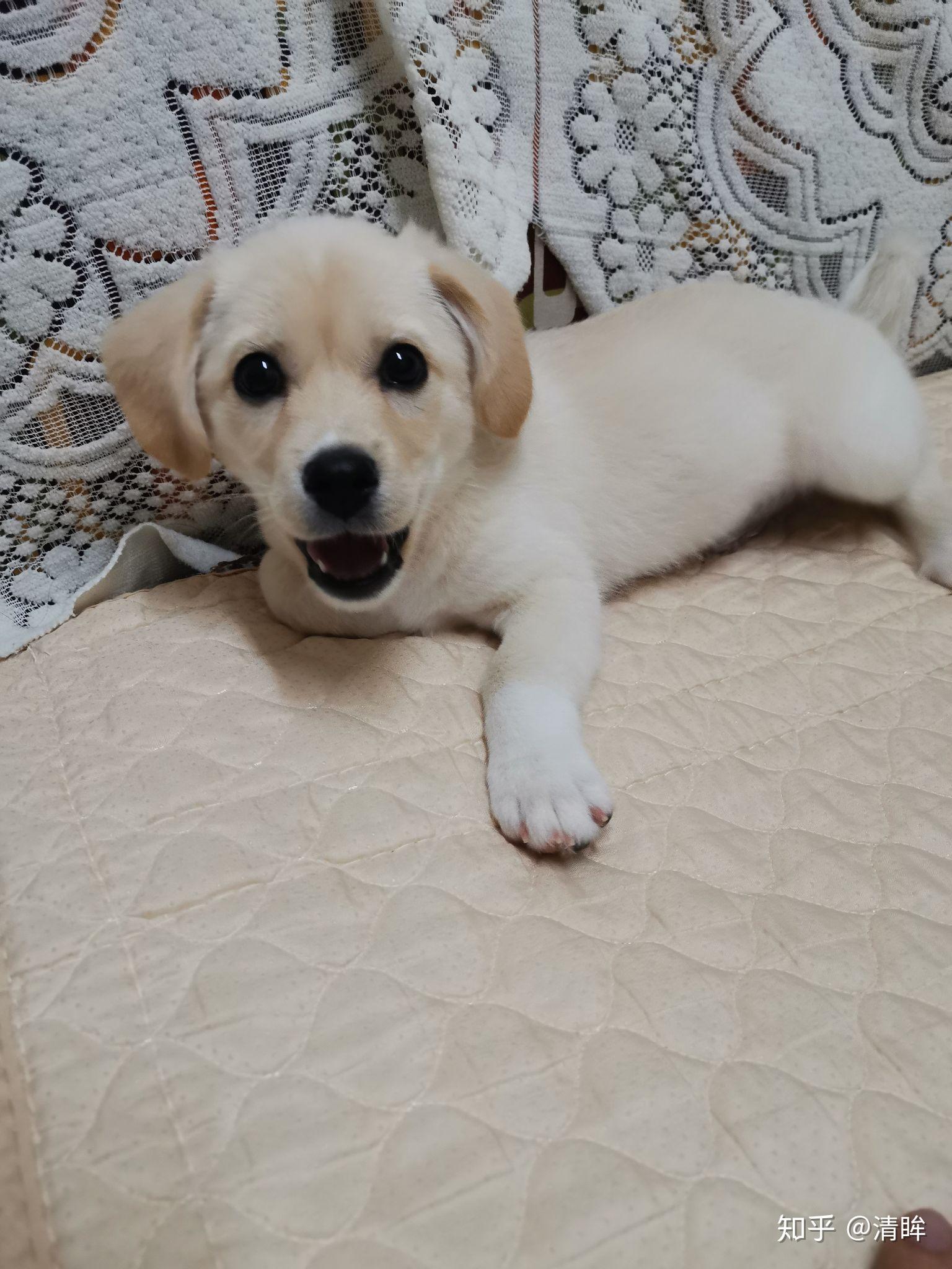 求大神帮看看两个月拉布拉多是不是串串?为啥子尾巴是卷的? - 知乎