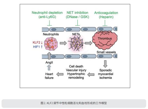 血栓形成促進因子 – 抗血栓性因子 文献 – DHKCJN