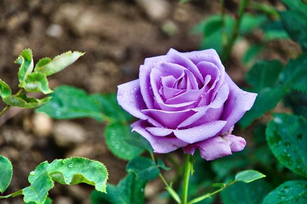 最爱紫玫瑰 优雅 高贵 从容 知乎