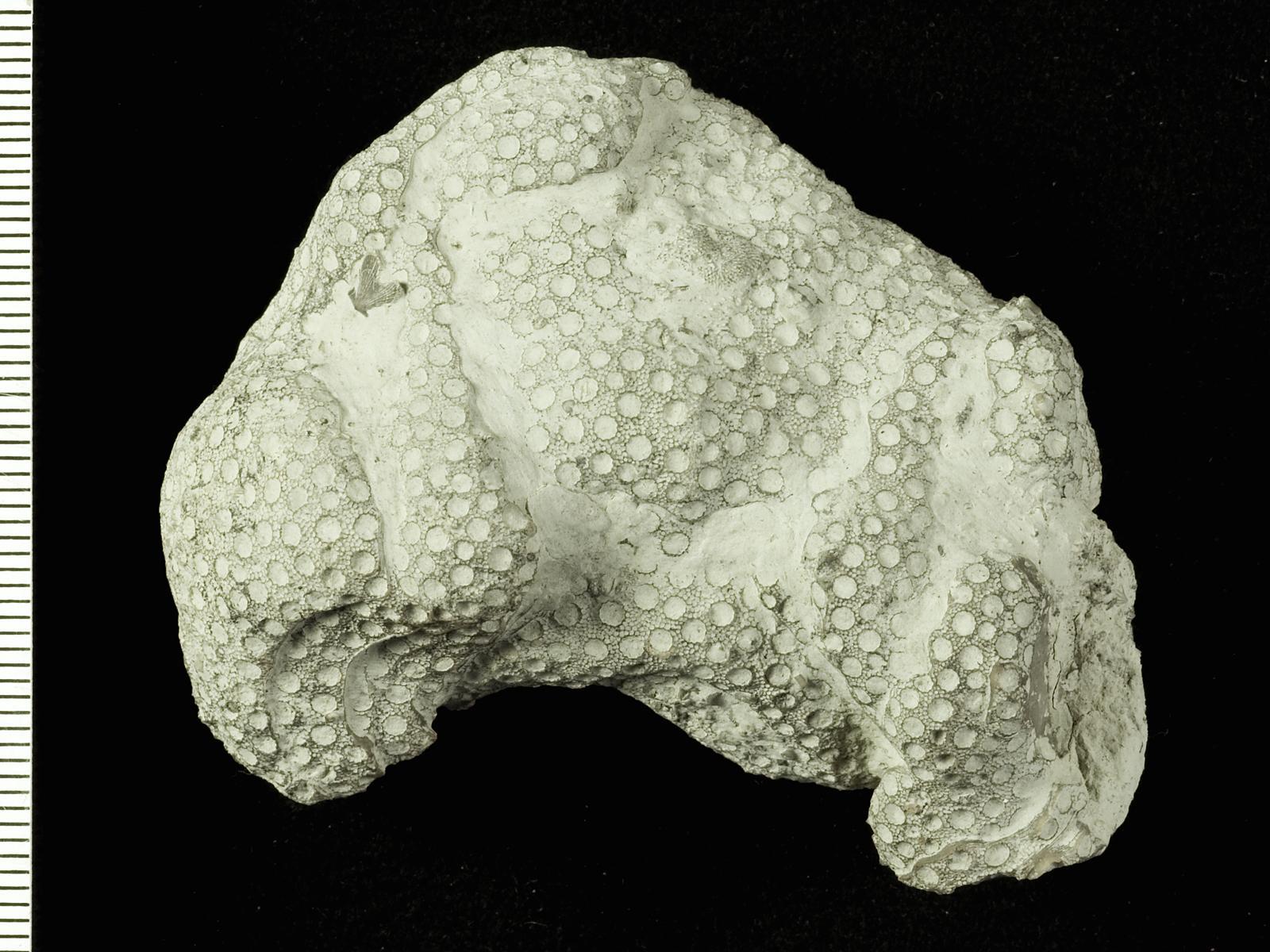 化石协奏曲2:志留纪的珊瑚化石