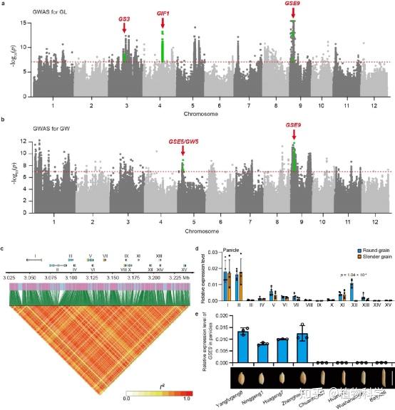 Nature Communications | 扬州大学发现de novo起源新基因参与调控水稻籼粳亚种间粒型的分化 - 知乎