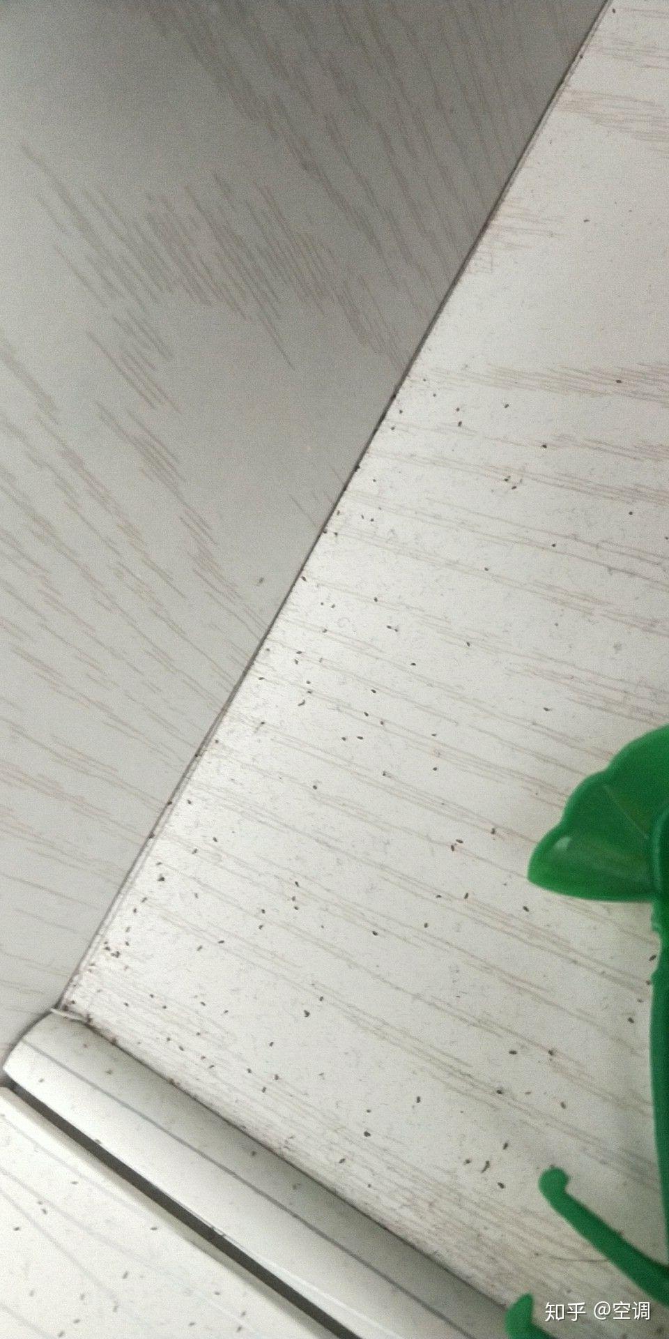哪位大神告诉我这是什么虫子怎么清楚 新楼一年多木板上床上都是?