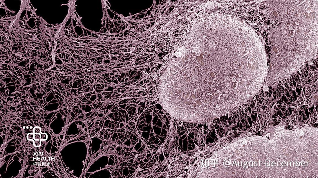 在上个世纪八九十年代,人们发现癌症组织周围的血管系统可以被利用