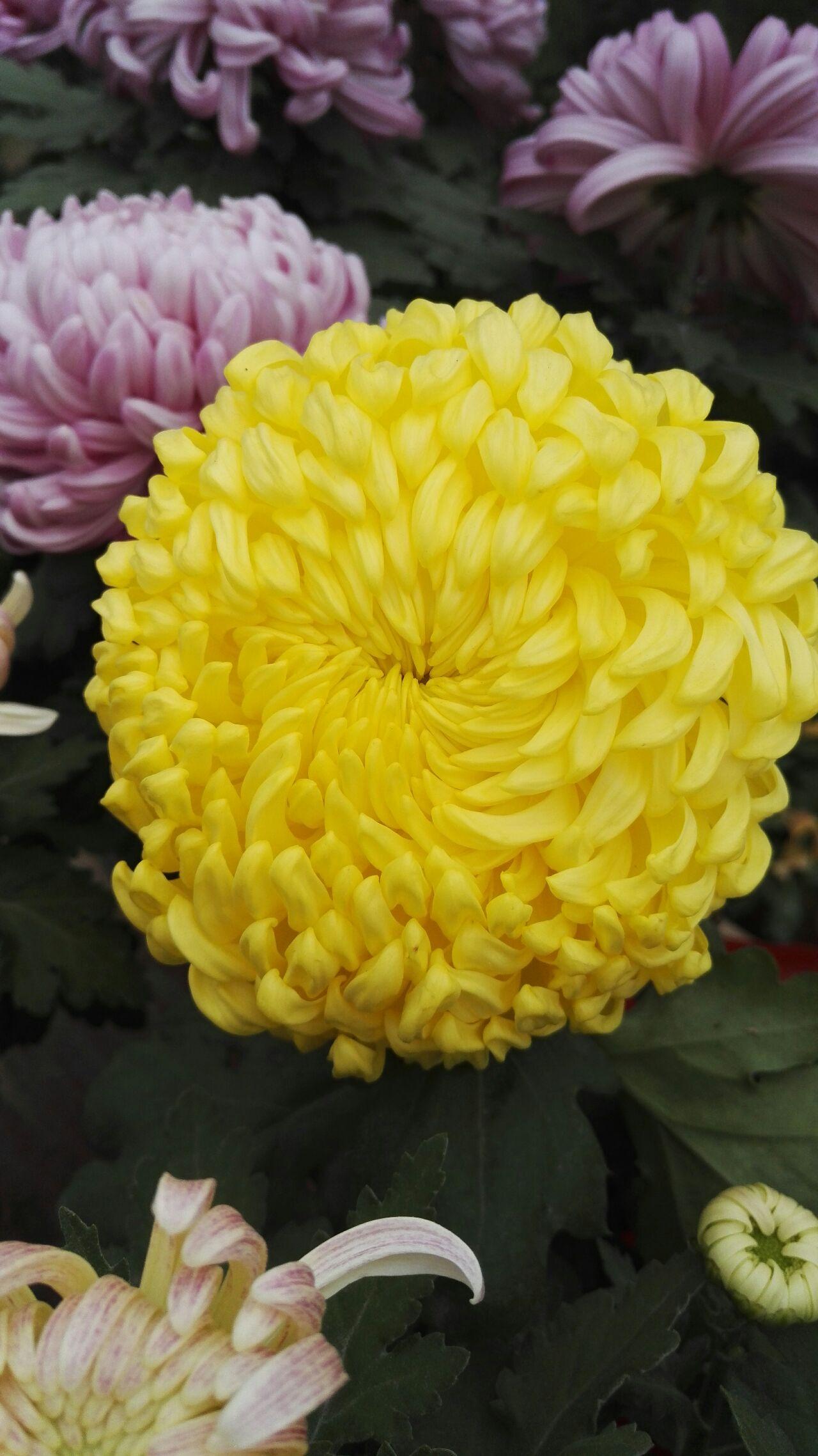 什么花是在秋天开的