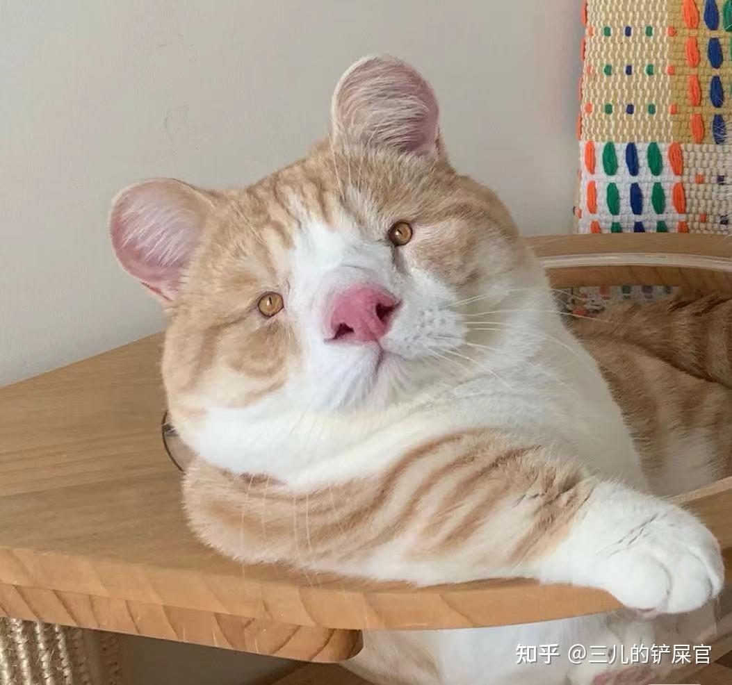 想看看丑丑的小猫咪,有哪些丑萌丑萌的猫猫图看嘛?