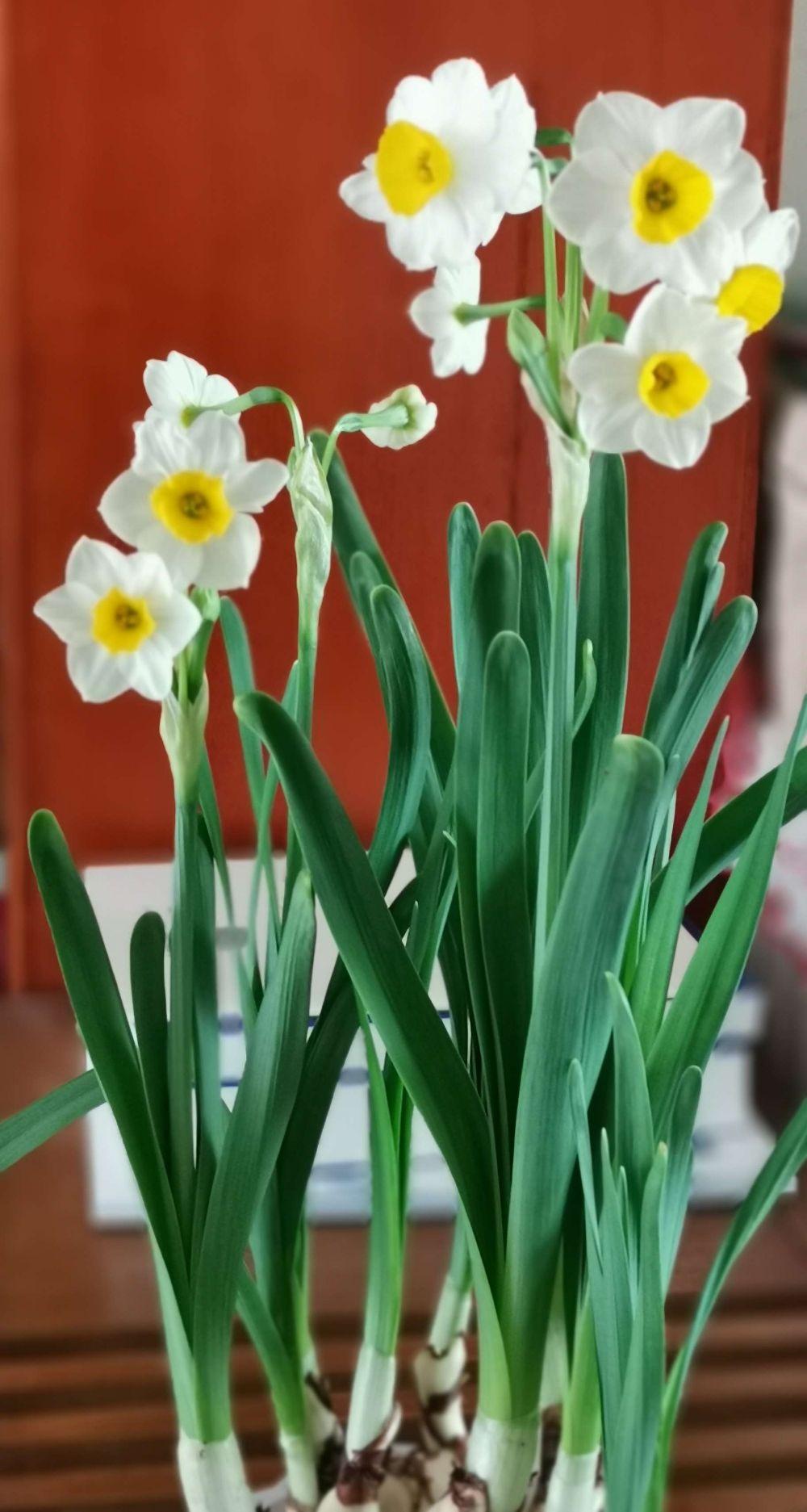 新春时节小年到了这样美的年花这样妙的古诗