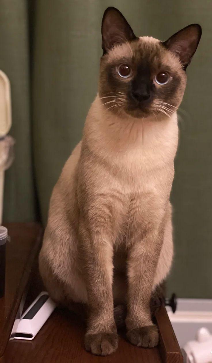 优宠熊花多少钱买暹罗猫最划算