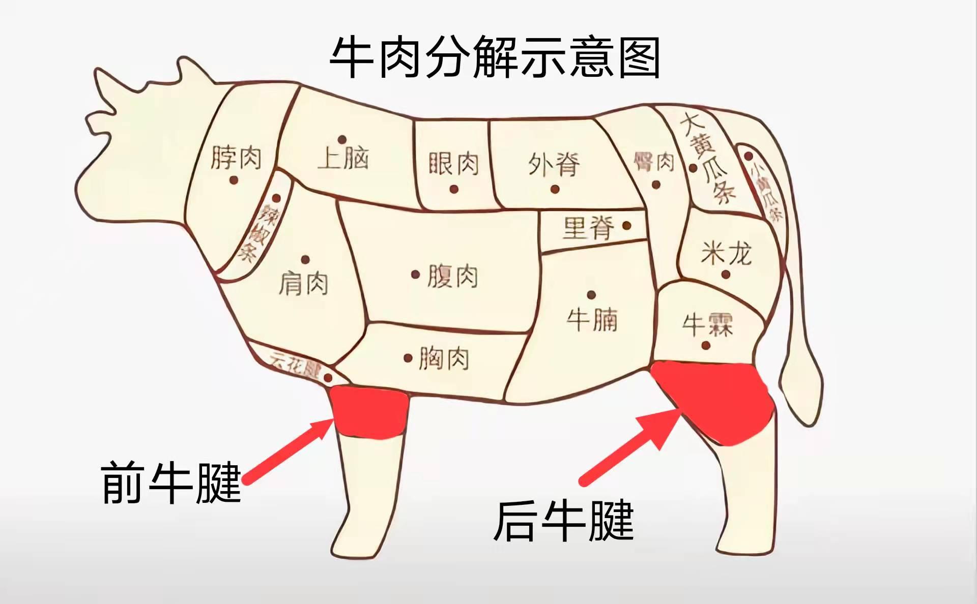 "前腱子肉"和"后腱子肉"的区别
