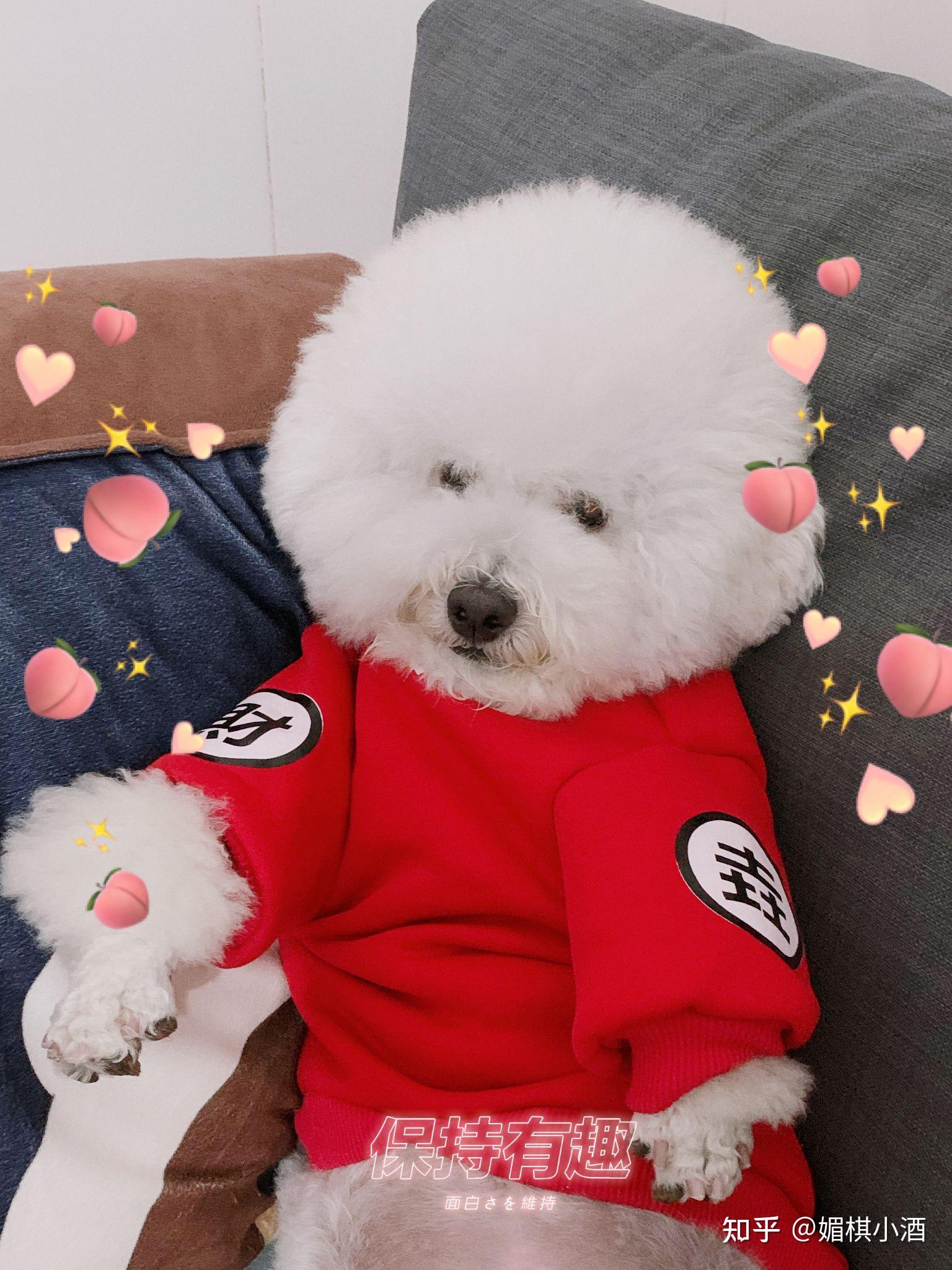 阿拉斯加长大后吃狗粮我都快供不起了有啥别的办法吗