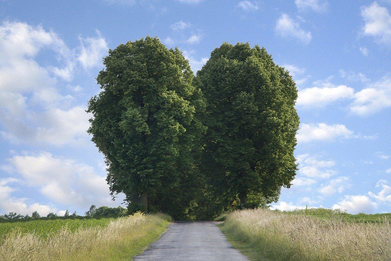 卖杨树价格是多少