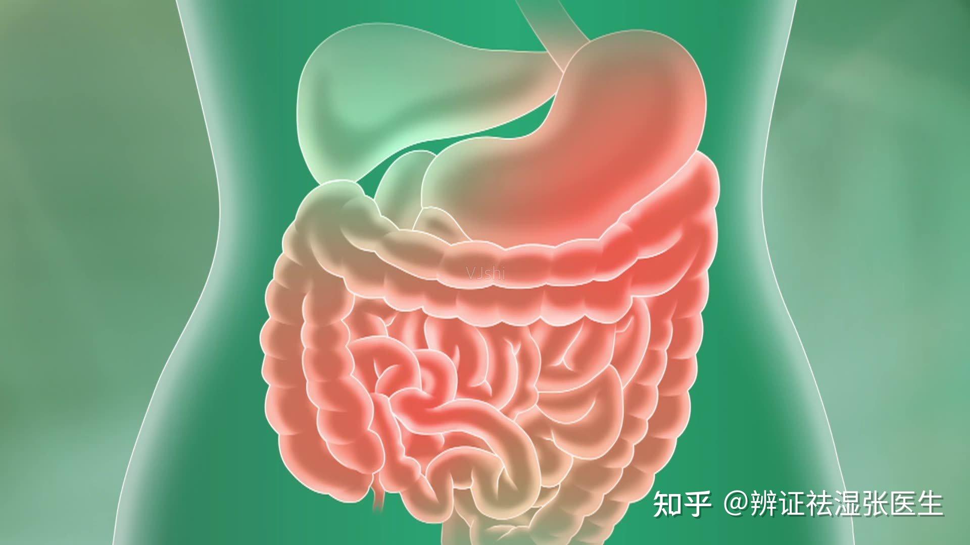 腸道免疫得重視抗癌腸道健康衛士能怎麼補充呢