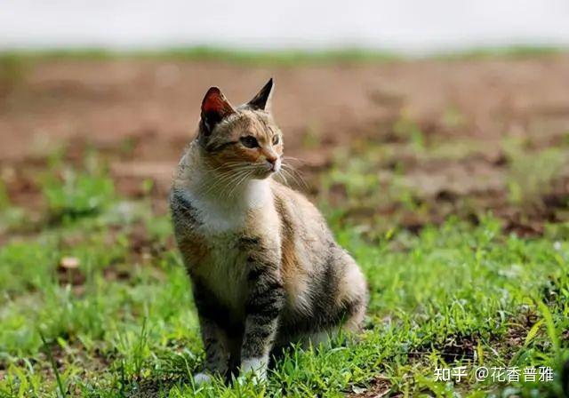 养土猫有什么好炫耀的?这几点告诉你,土猫很优秀 - 知乎