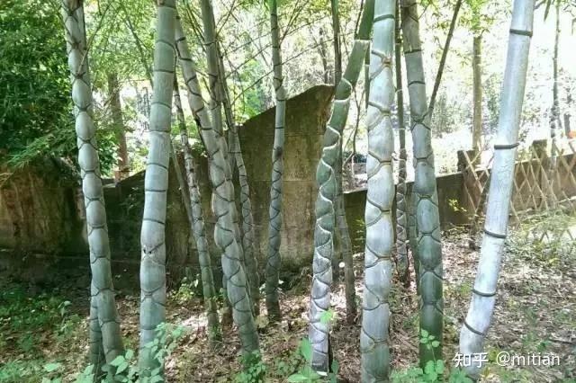 竹类植物识别图鉴(超全),值得珍藏! - 知乎