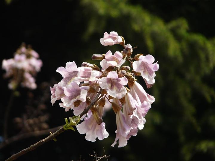 泡桐 世人爱繁花 而我爱桐木 知乎