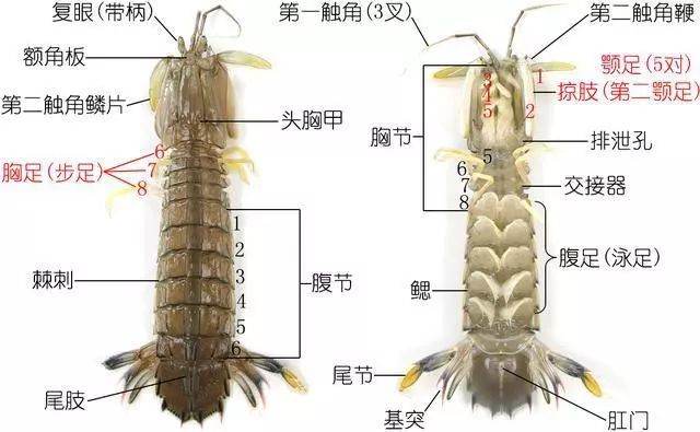 口虾蛄一侧附肢图图片