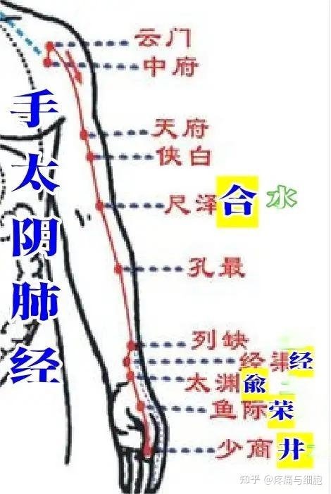 五输穴(井、荥、俞、经、合)主治病证 - 知乎
