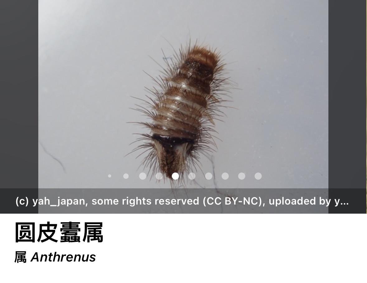 请问这是什么虫子?从哪生出的?