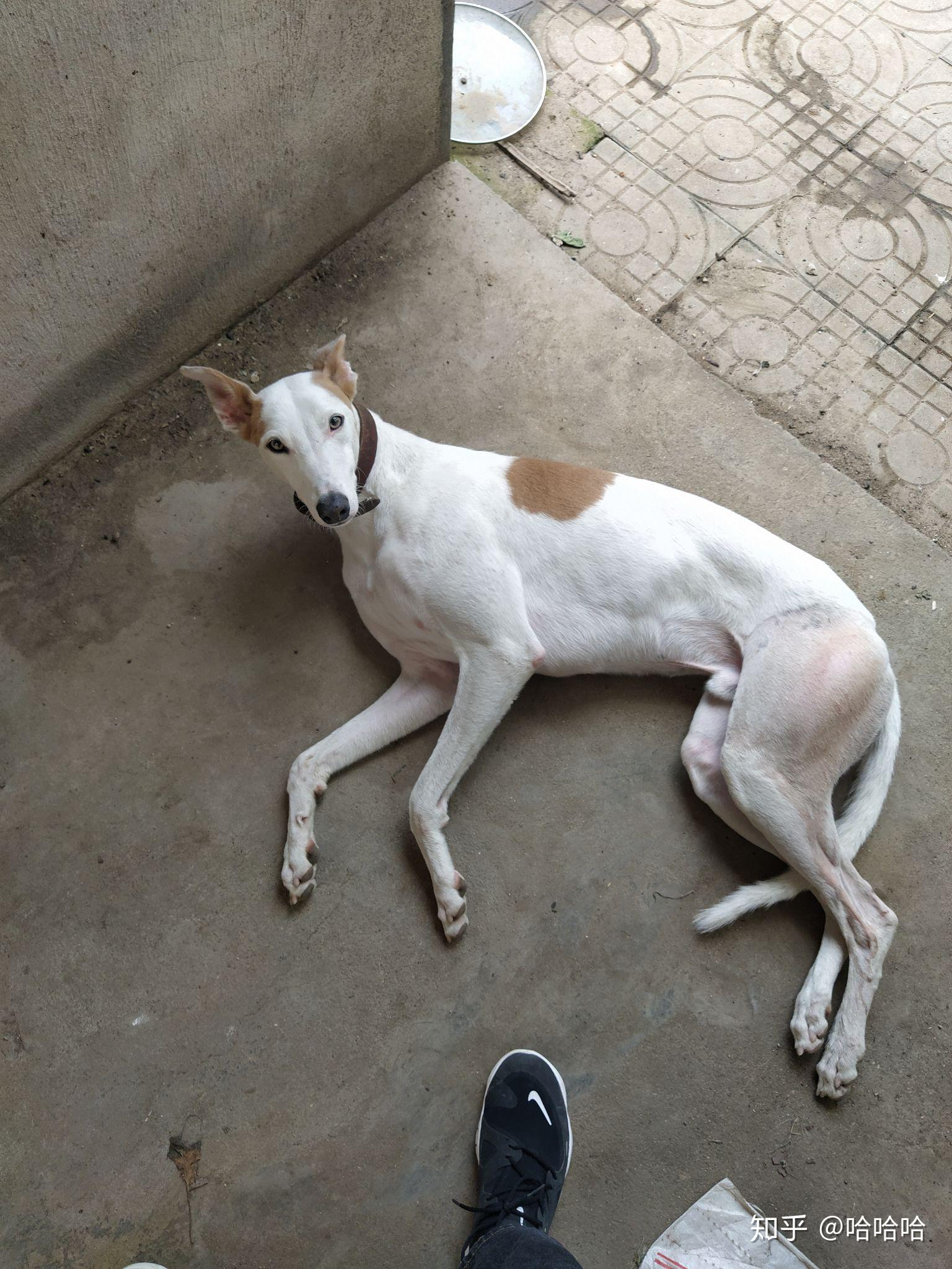 为何国内没什么人养细犬当宠物