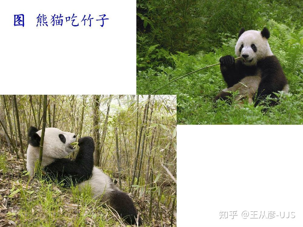 生物界的捕食 - 知乎