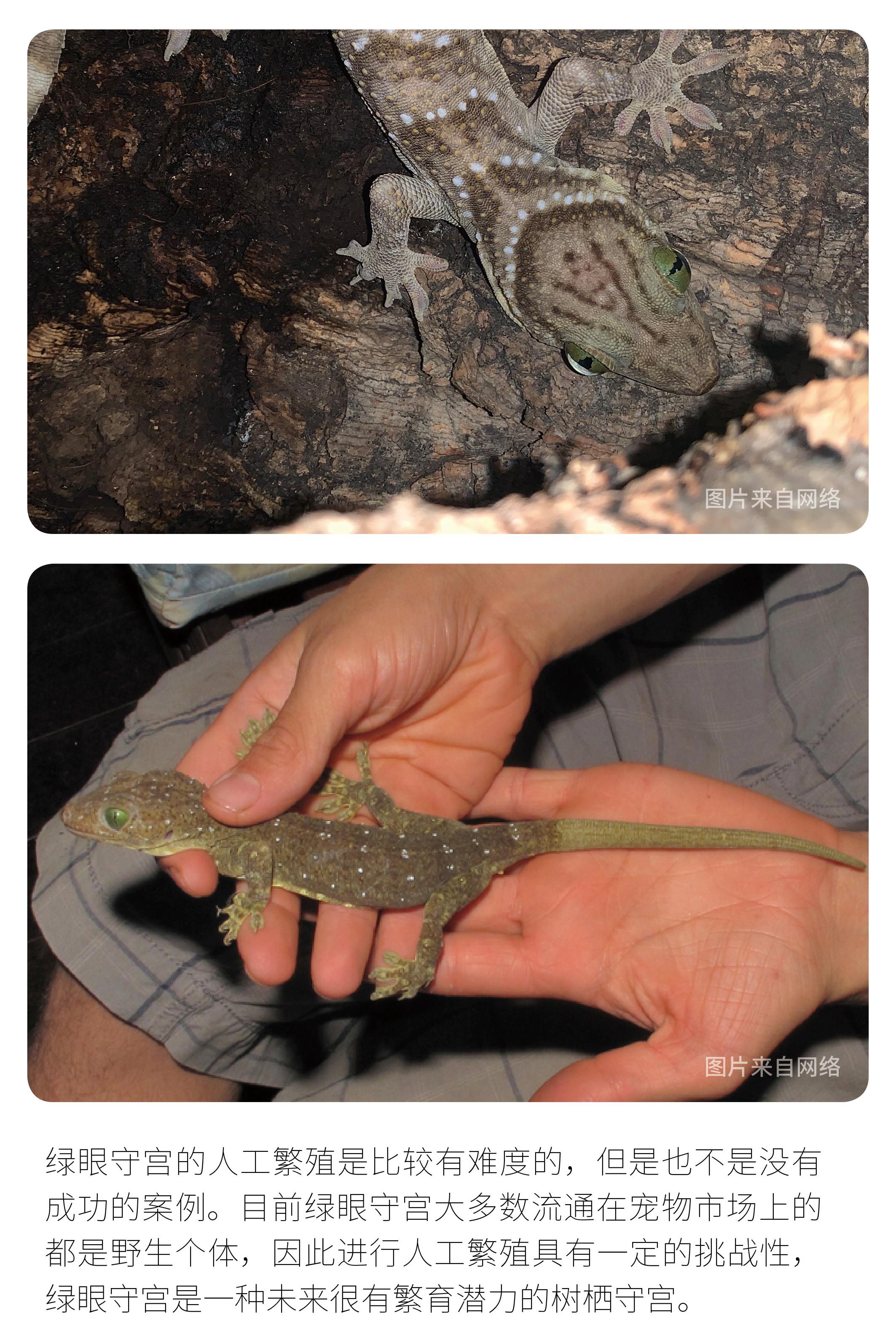 物种小谈┃绿眼守宫