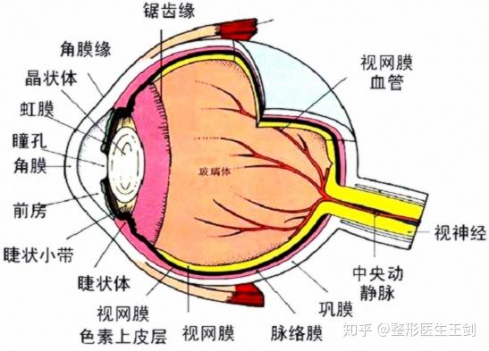 我们有必要了解一下眼睛的结构