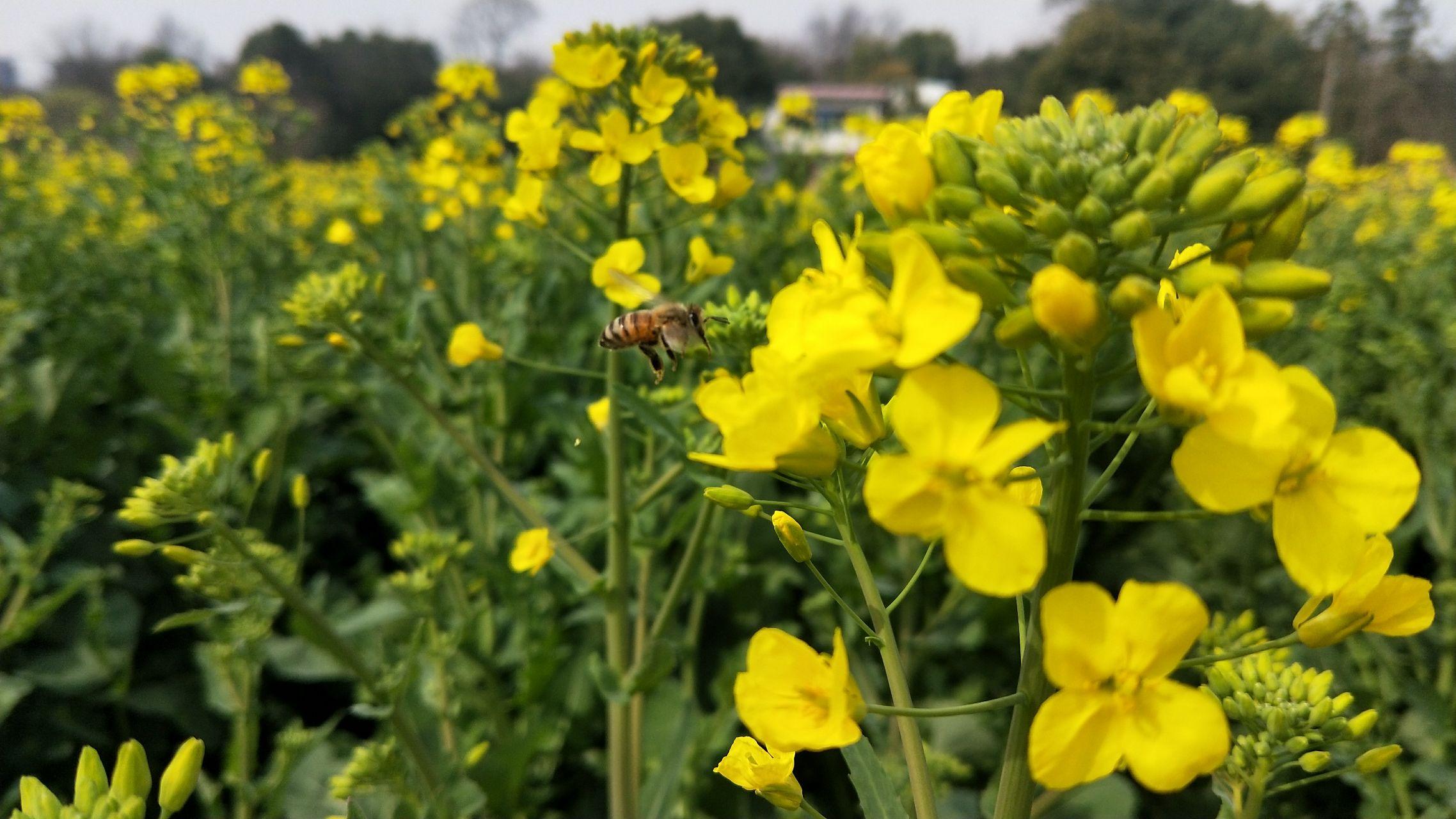 你所期待的春天是什么样子
