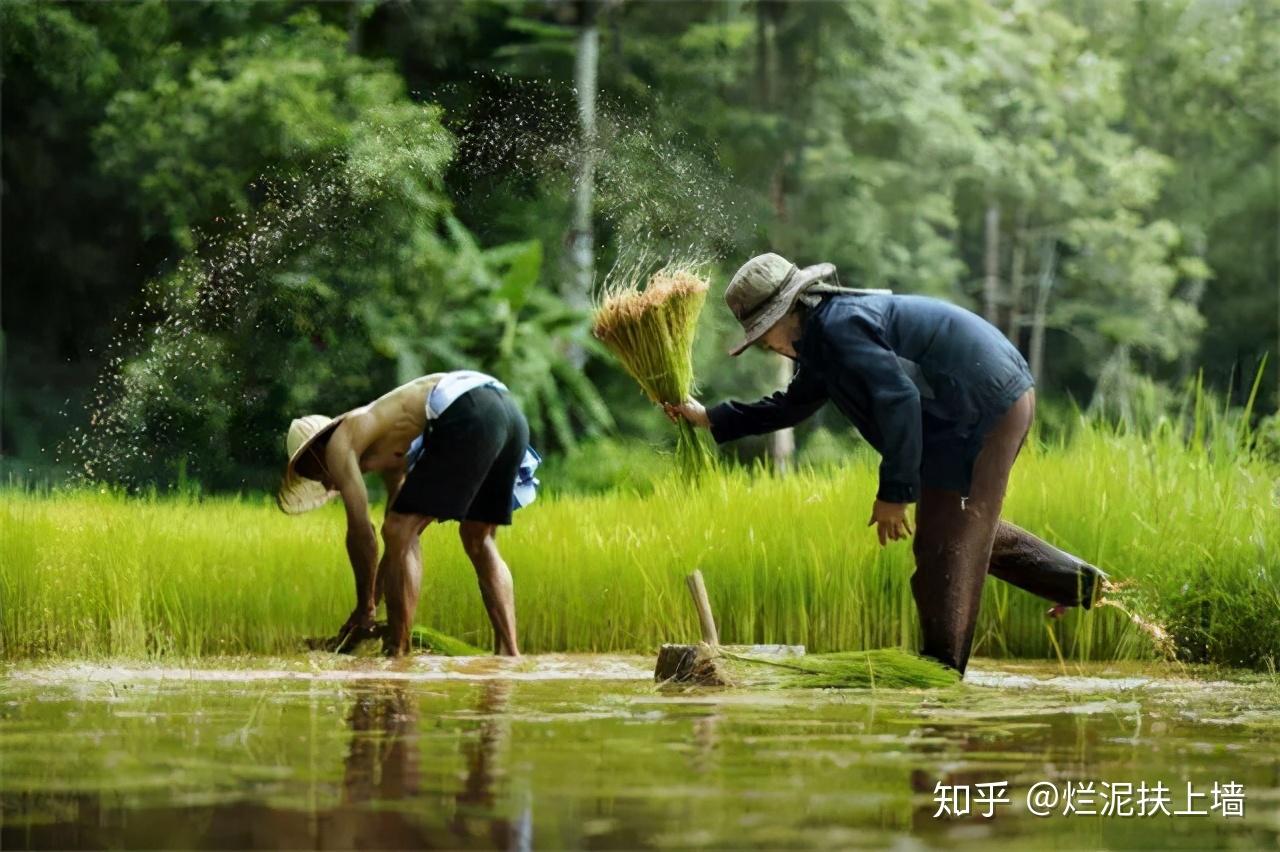 为什么农民苦了一辈子,啥都没剩下? - 知乎
