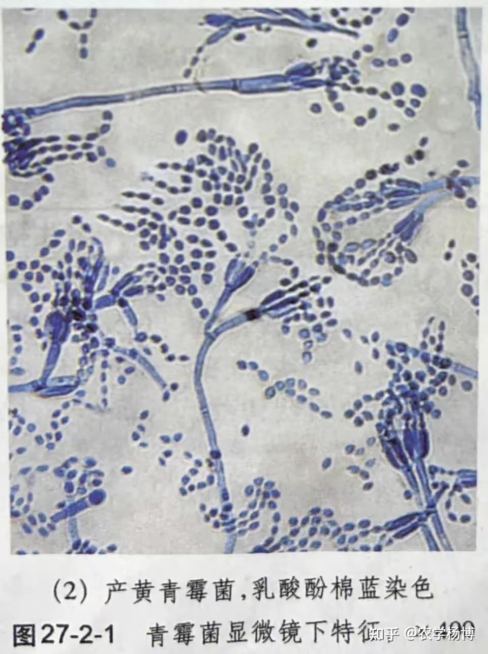 长期没回家,发现长出了霉菌,这个是什么菌?