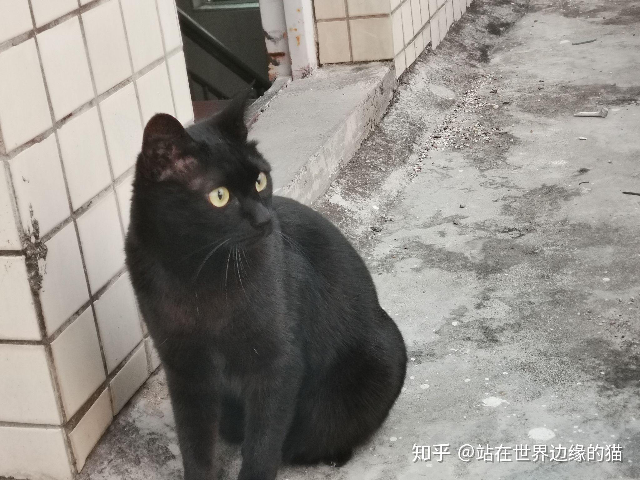 什么是玄猫，什么样的人适合养玄猫，有什么禁忌吗？ - 知乎