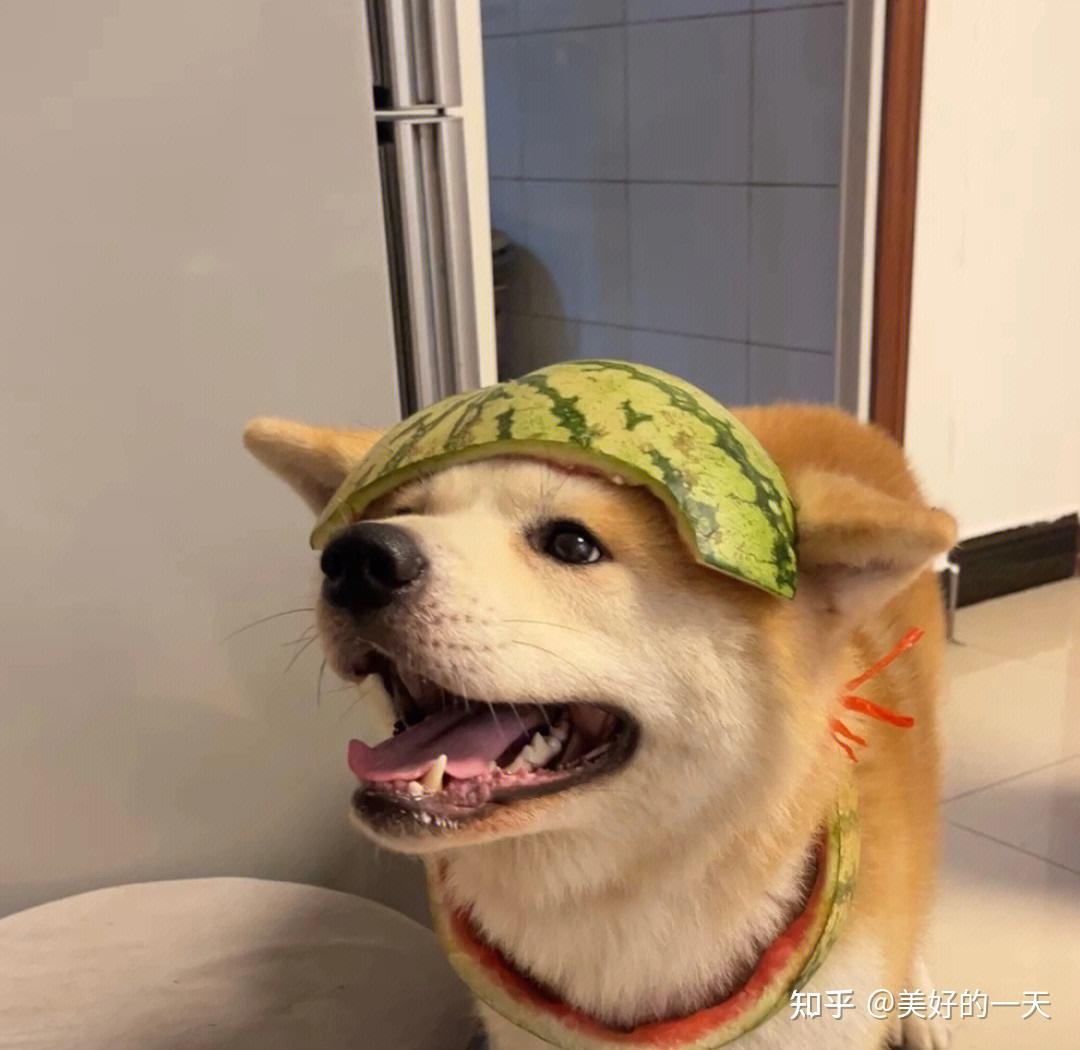原来一只狗“假咬”你，不是在跟你玩，不要误会它了！ - 知乎