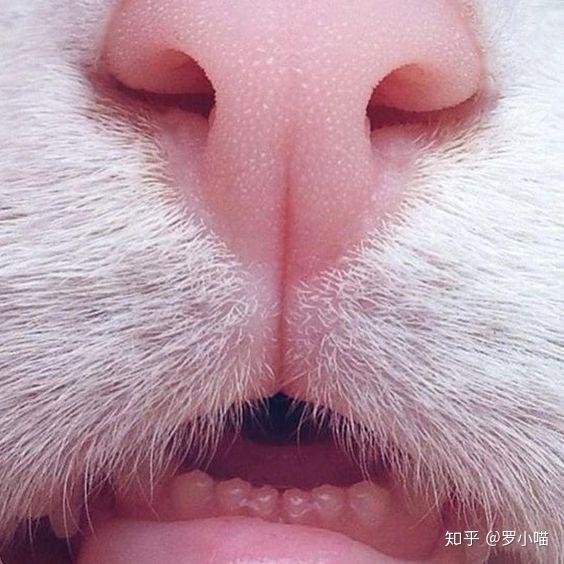 猫猫的裂唇不仅萌,还有特异功能~~阔怕!! - 知乎