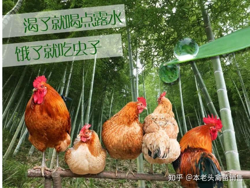 高能辨别,笼养和散养鸡 - 知乎