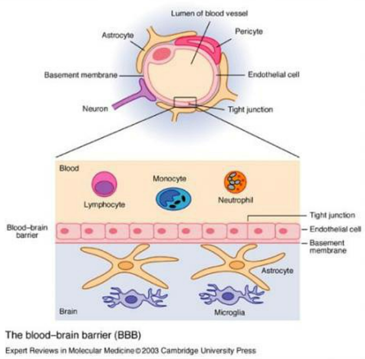血脑屏障的组成图片