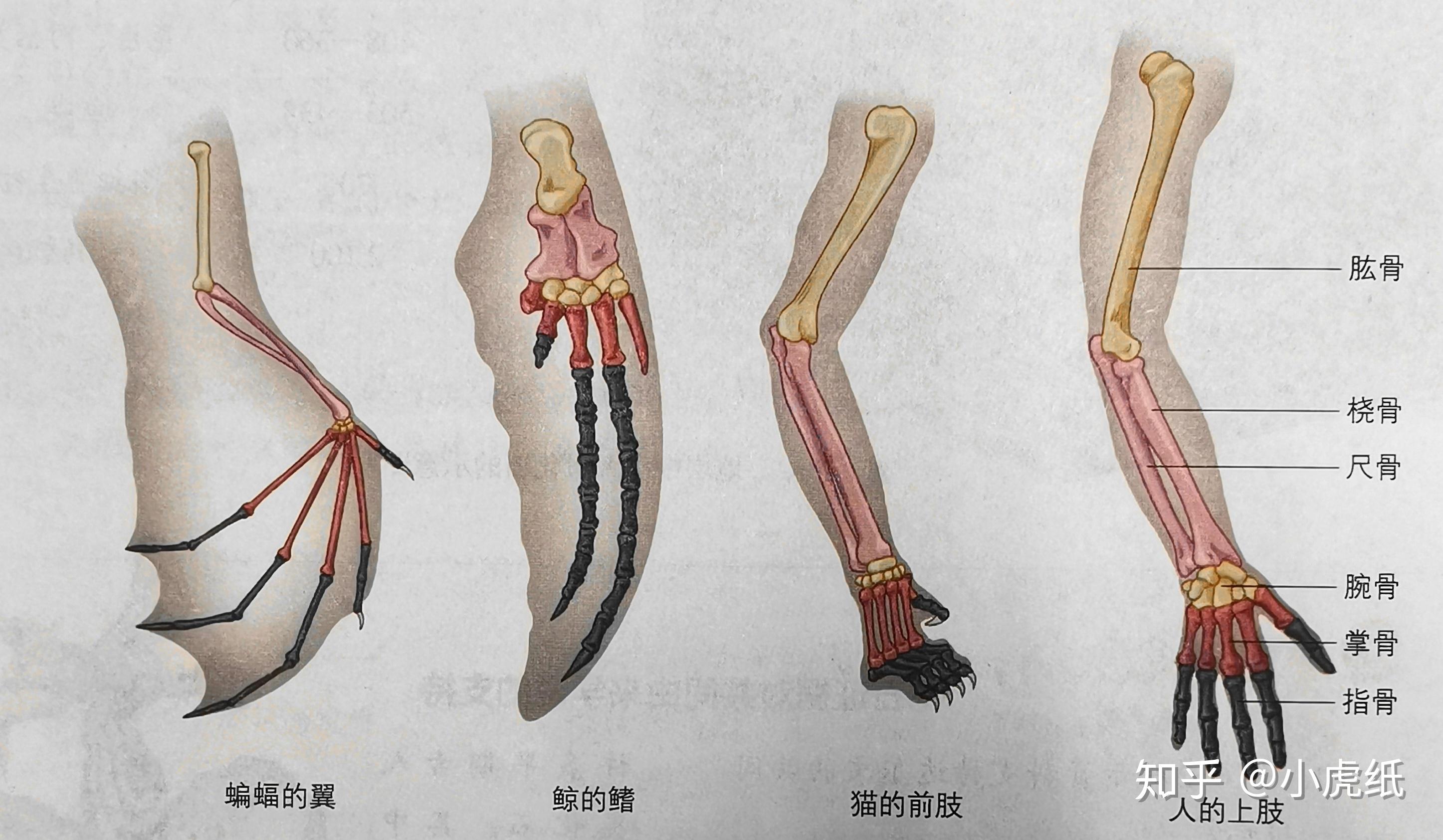 生物学小科普丨为什么地球生命的共同祖先名叫luca