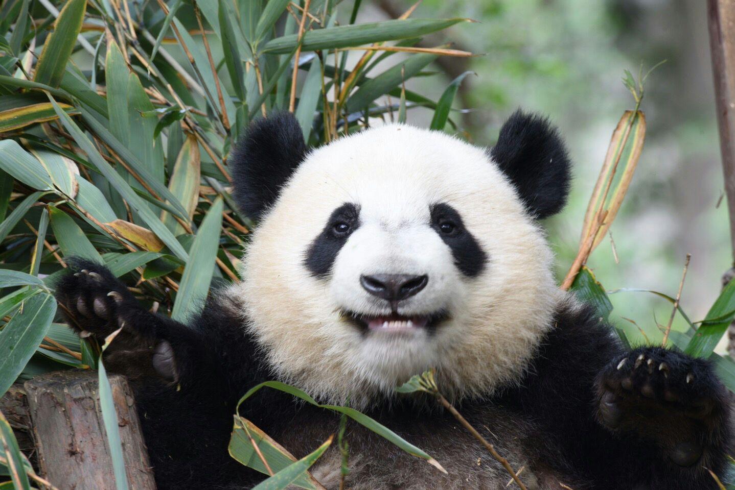 你有哪些珍藏的大熊猫小时候的照片或动图