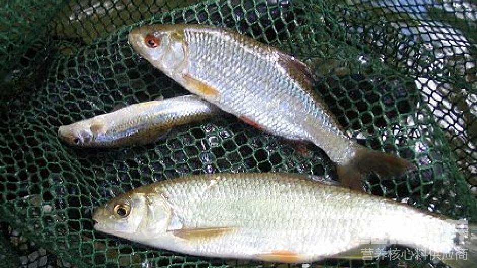 鲮鱼喜欢吃什么超级简单的鱼饲料自制