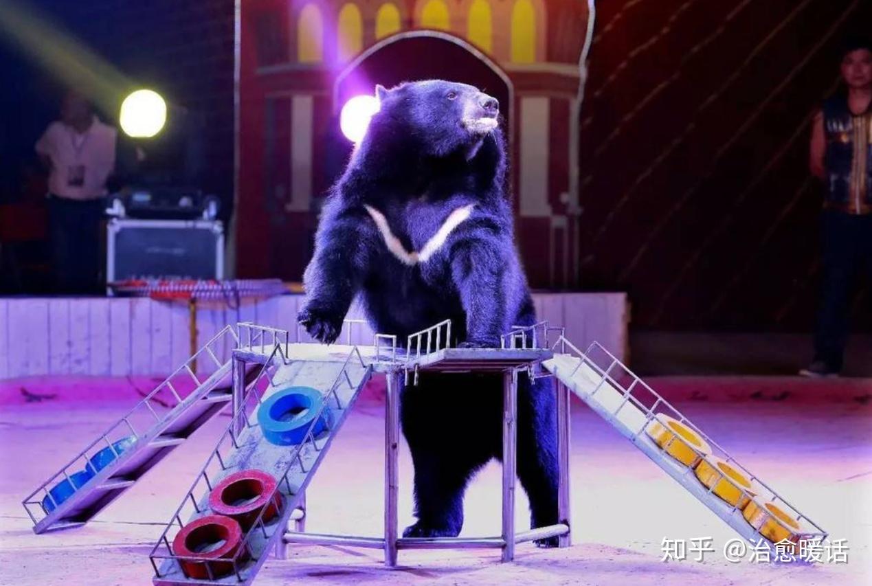 喜爱的表演还有山羊,猴子,小狗……十足的萌力爆表大个子狗熊的灵活