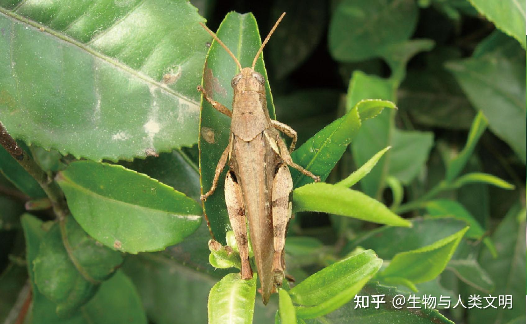 【动物界全系列】剑角蝗科—斑翅蝗亚科（六）：胫刺蝗 - 知乎