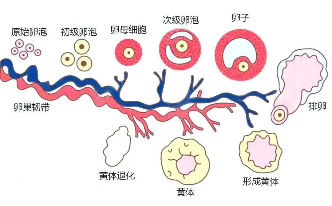 6个意想不到的卵巢冷知识 - 知乎