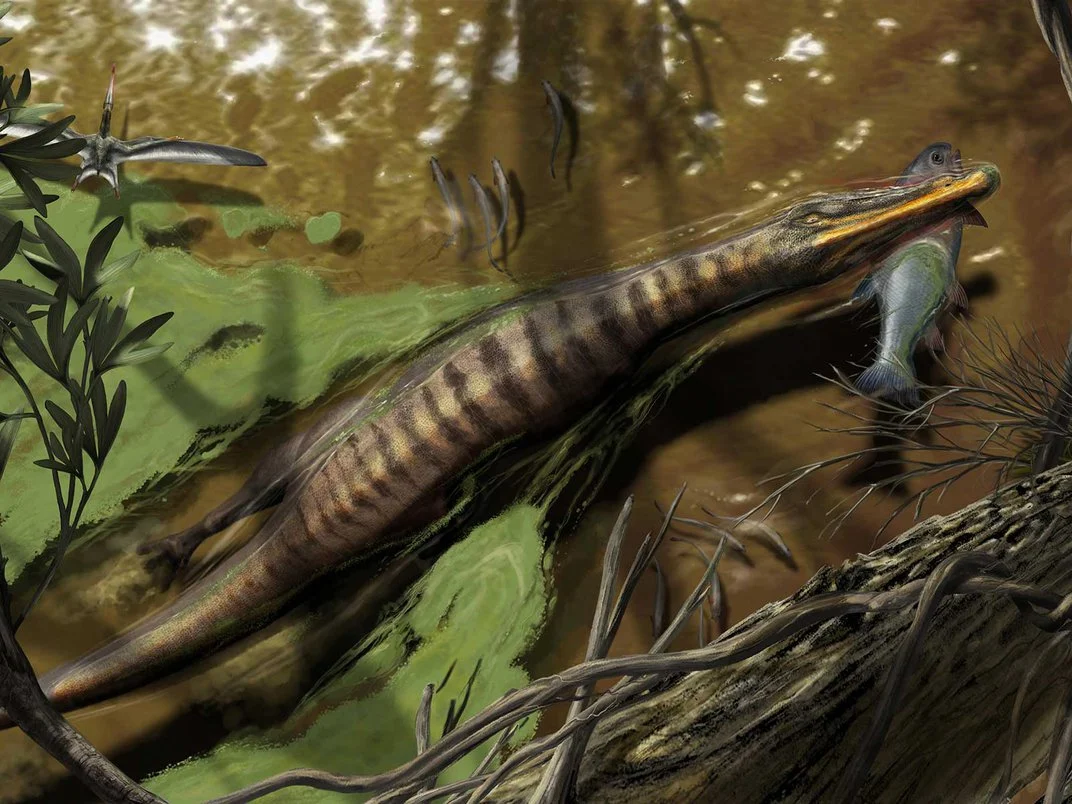 从骨密度再论棘龙的水生习性